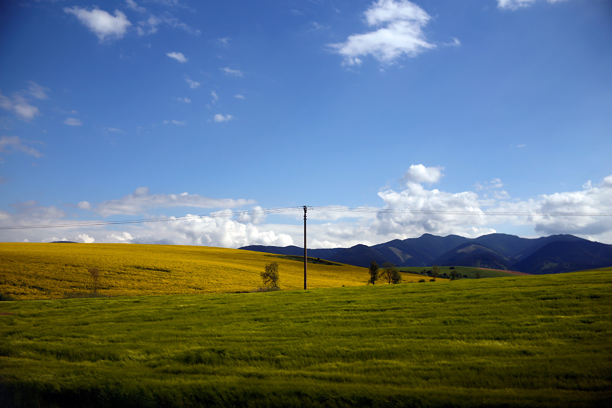 奥に見るのはカラシの畑
