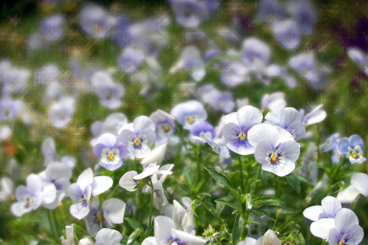 Daguerreotype Achromat 2.9/64 Art Lens プロトタイプで撮影