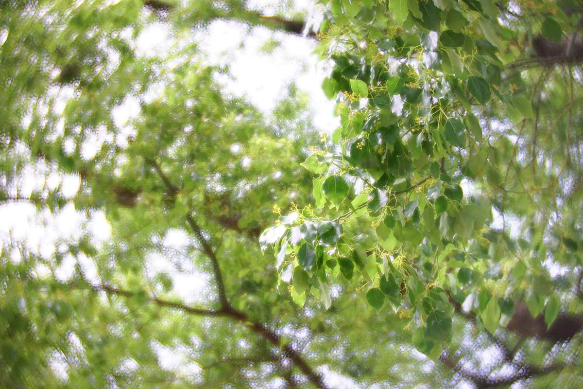 Daguerreotype Achromat 2.9/64 Art Lens プロトタイプで撮影