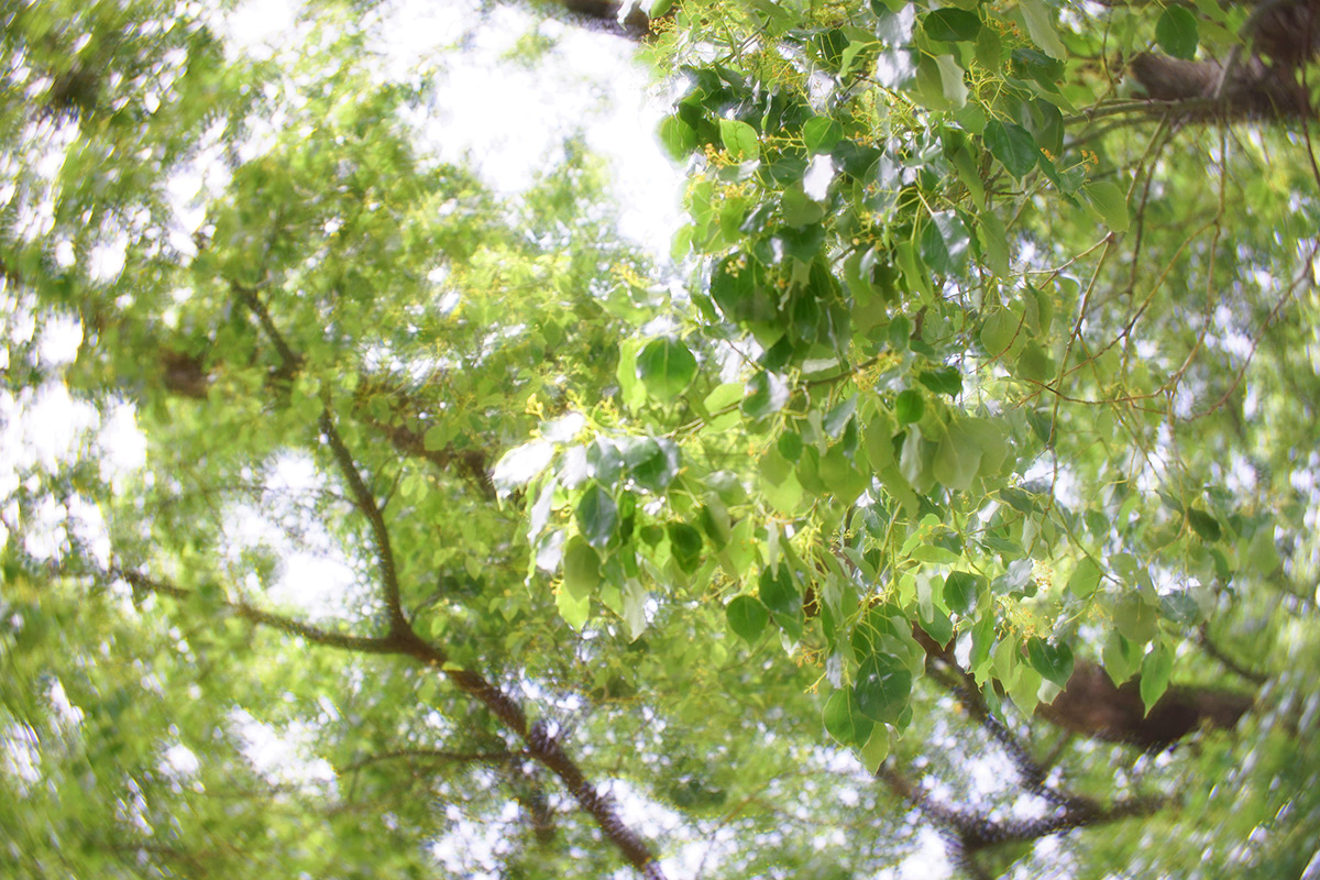 Daguerreotype Achromat 2.9/64 Art Lens プロトタイプで撮影