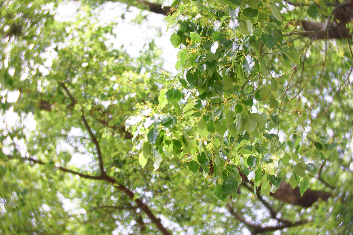 Daguerreotype Achromat 2.9/64 Art Lens プロトタイプで撮影