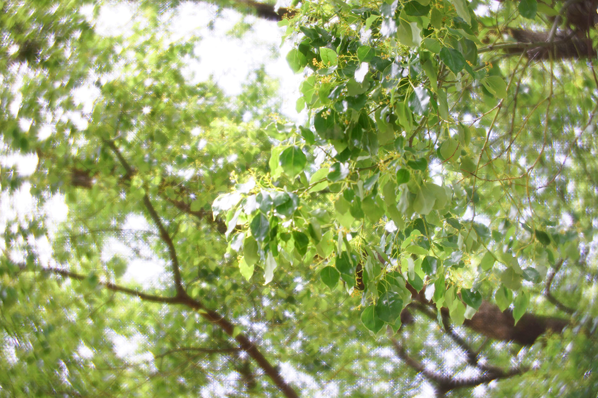 Daguerreotype Achromat 2.9/64 Art Lens プロトタイプで撮影