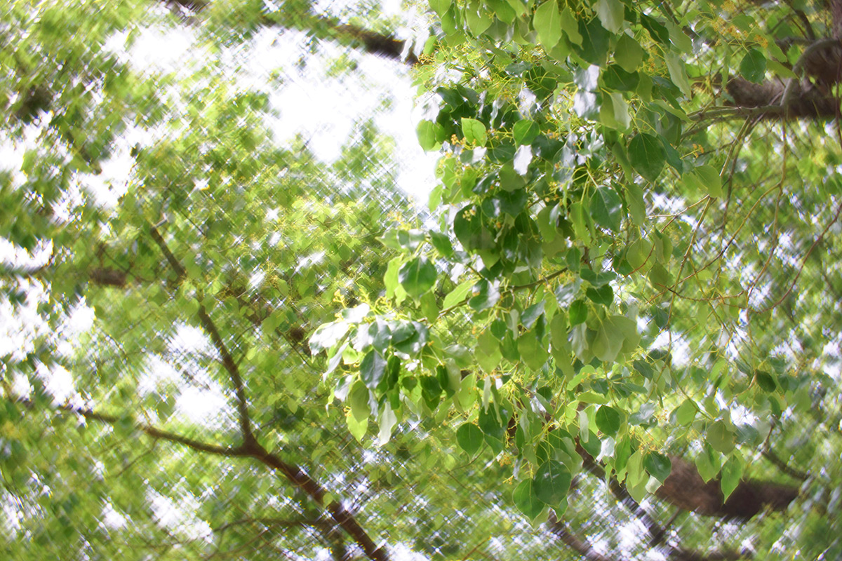 Daguerreotype Achromat 2.9/64 Art Lens プロトタイプで撮影