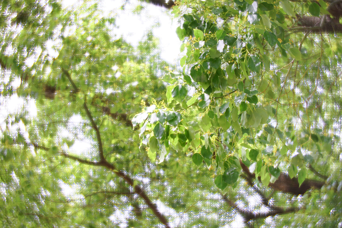 Daguerreotype Achromat 2.9/64 Art Lens プロトタイプで撮影