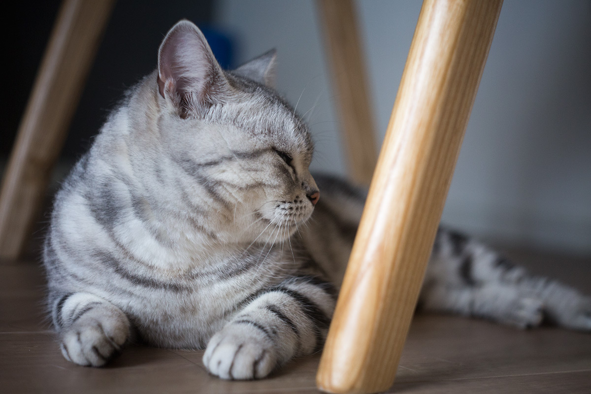 Angenieux（アンジェニュー） 50/2.9 Z7 で撮影