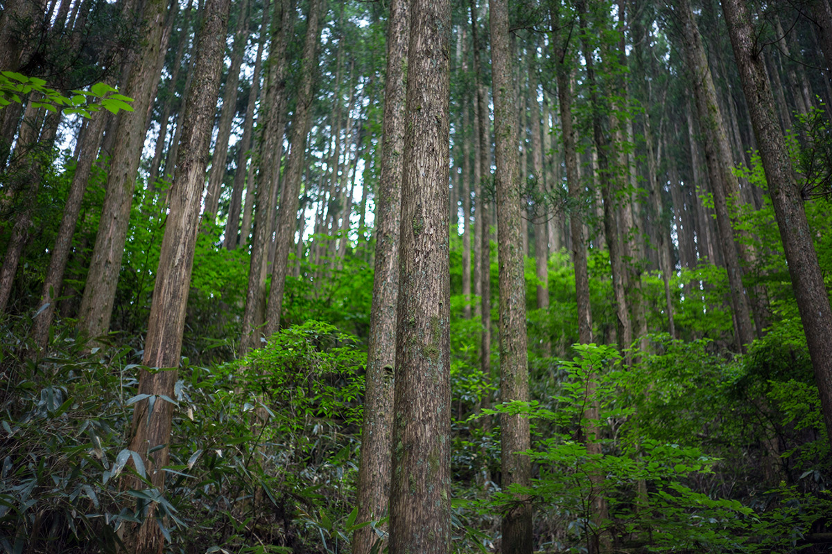 せんだん轟の滝