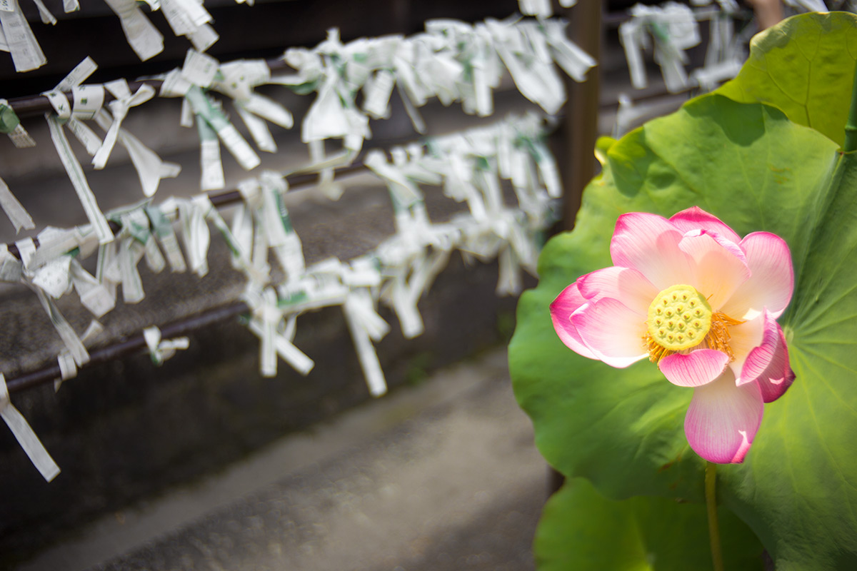 2015年8月3日、京都、P.ANGENIEUX PARIS F.35 1:2,5 RETROFOCUS TYPE R1