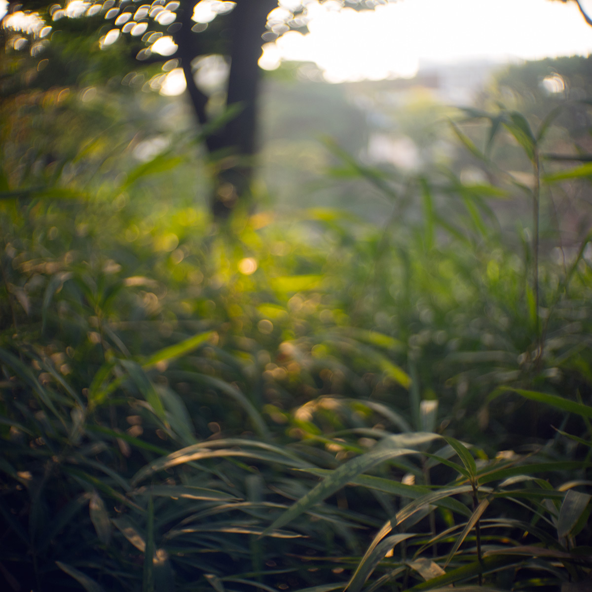 2015年10月24日、旧安田庭園、SOM BERTHIOT PARIS CINOR 1:1.5 F=20