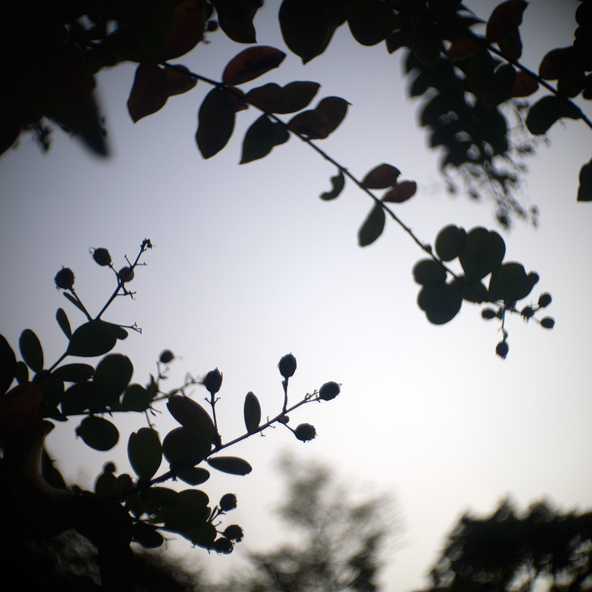 2015年10月24日、旧安田庭園、SOM BERTHIOT PARIS CINOR 1:1.5 F=20