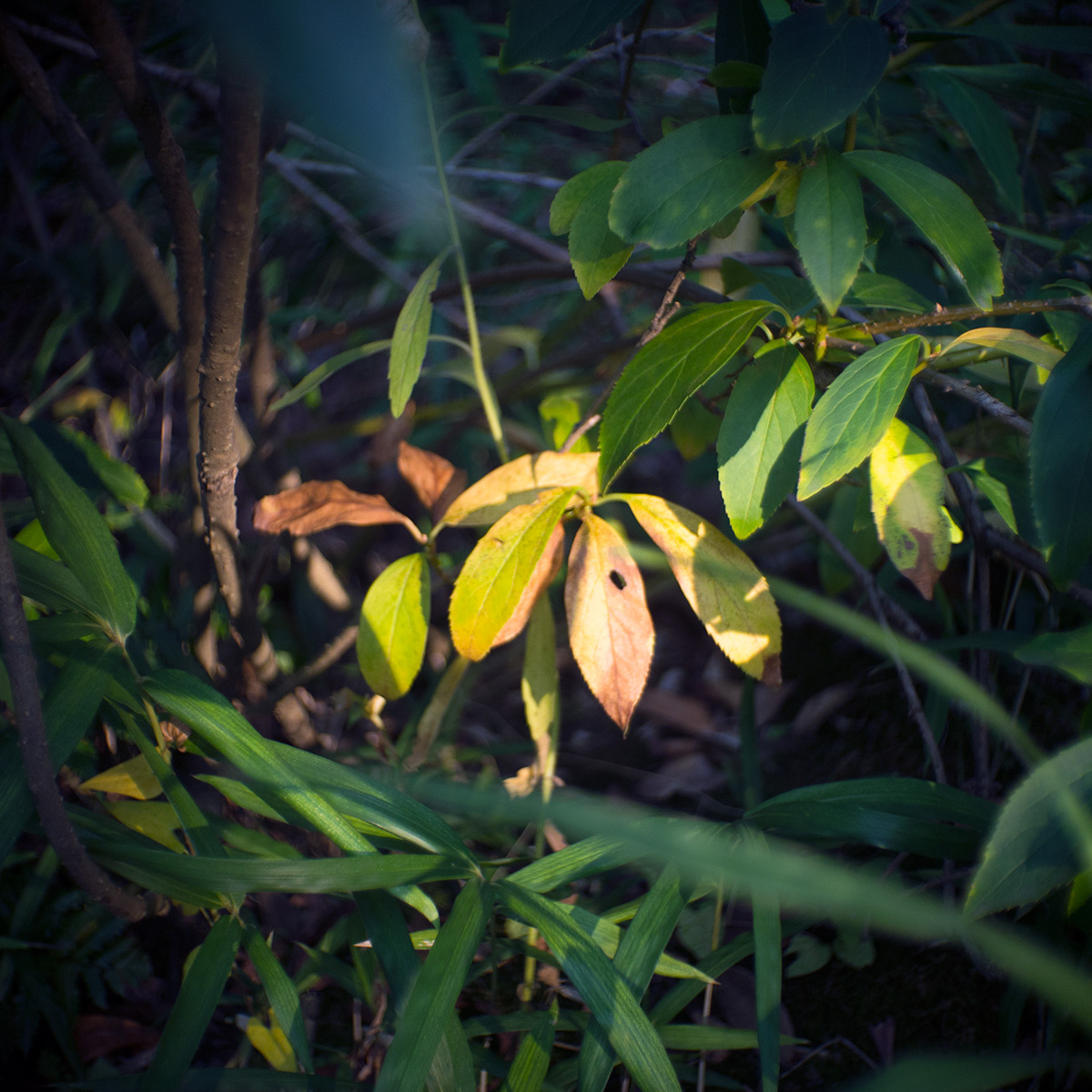 2015年10月24日、旧安田庭園、SOM BERTHIOT PARIS CINOR 1:1.5 F=20