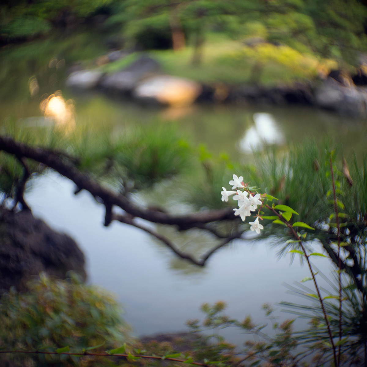 2015年10月24日、旧安田庭園、SOM BERTHIOT PARIS CINOR 1:1.5 F=20