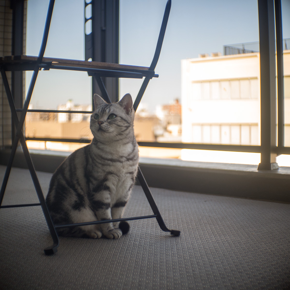 2015年10月24日、旧安田庭園、SOM BERTHIOT PARIS CINOR 1:1.5 F=20