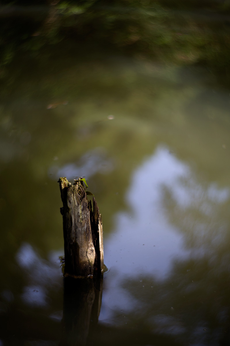 小石川後楽園 taken with NEW Petzval 1:2.2/85mm
