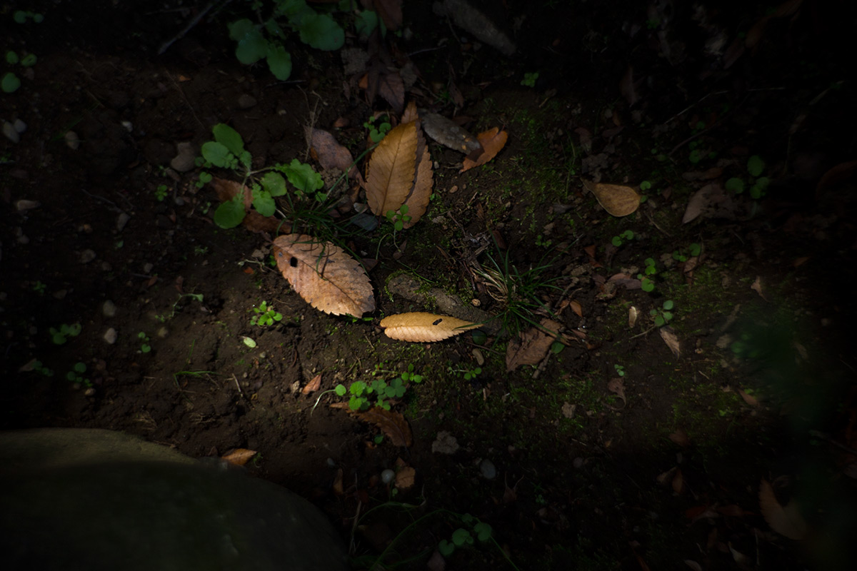 小石川後楽園 taken with NEW Petzval 1:2.2/85mm
