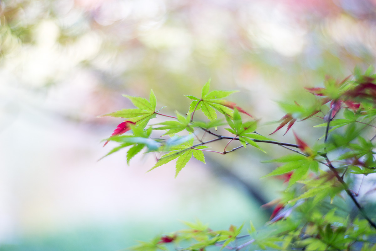 小石川後楽園 taken with NEW Petzval 1:2.2/85mm