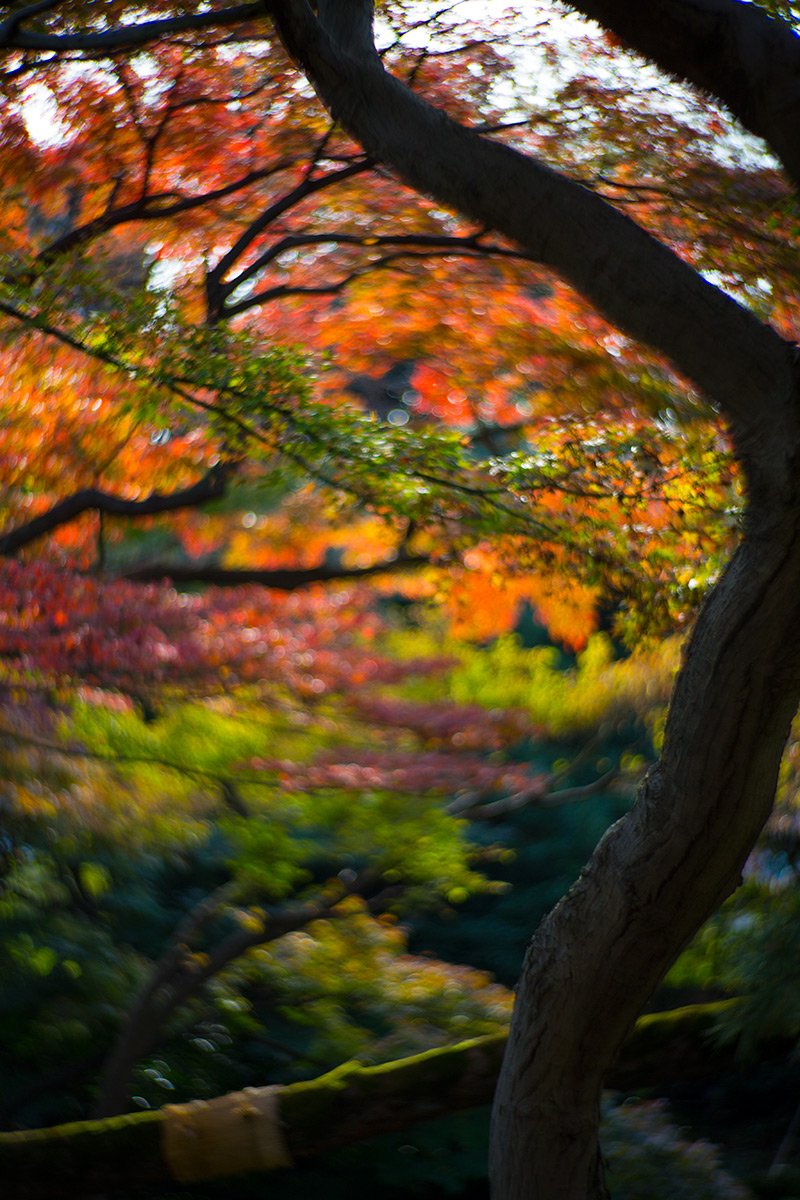 小石川後楽園 taken with NEW Petzval 1:2.2/85mm