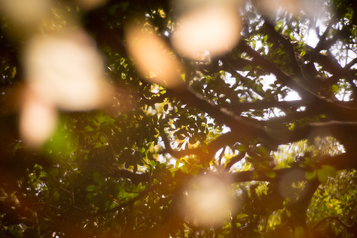 小石川後楽園 taken with NEW Petzval 1:2.2/85mm