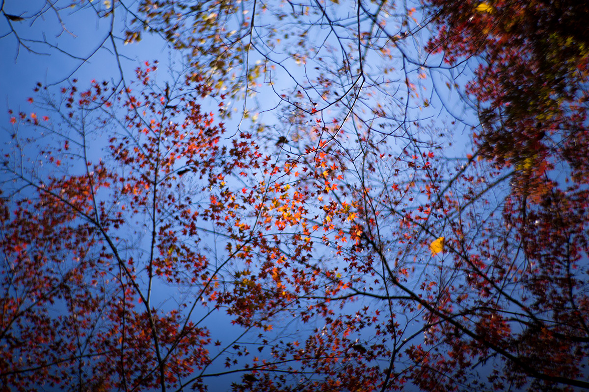 小石川後楽園 taken with NEW Petzval 1:2.2/85mm