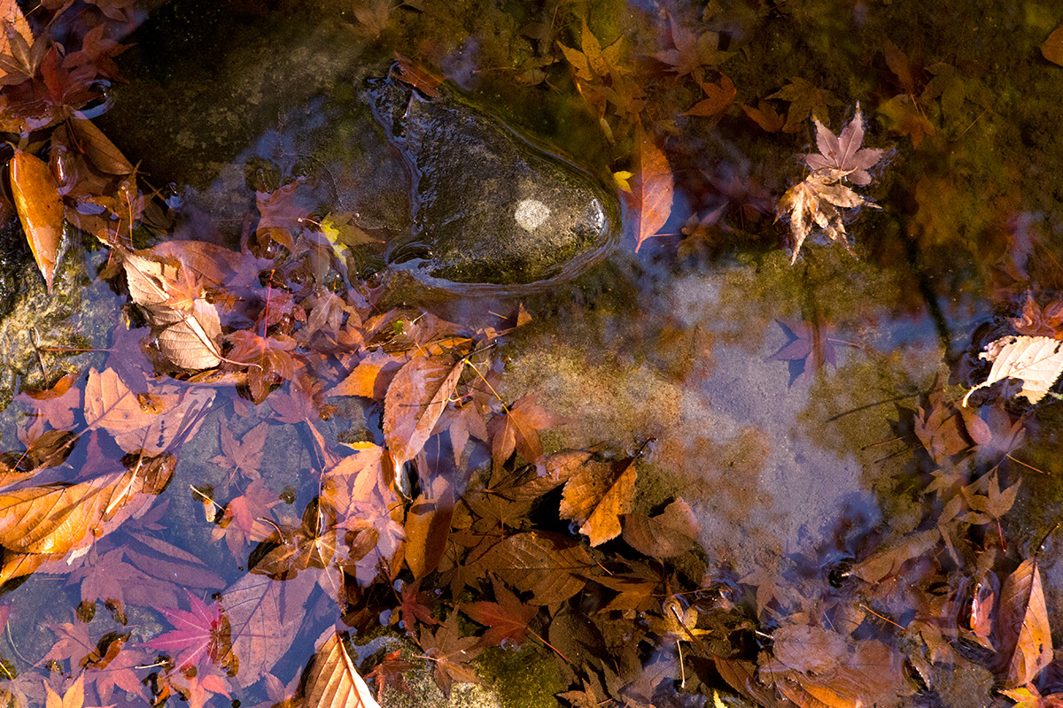 小石川後楽園 taken with NEW Petzval 1:2.2/85mm