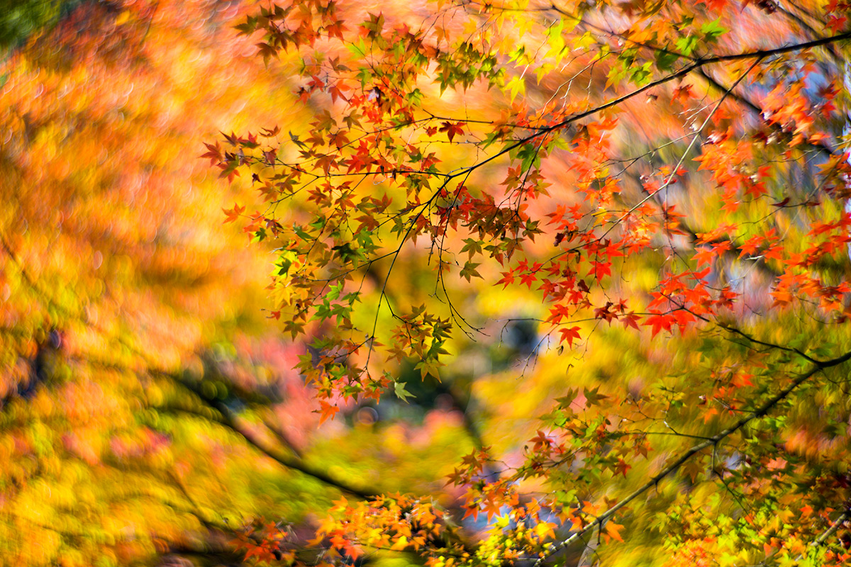 小石川後楽園 w/ NEW Petzval 1:2.2/85mm - 2015-11-29