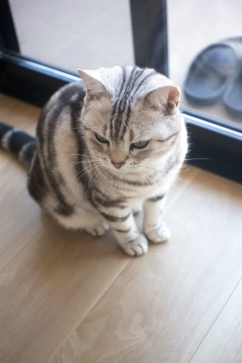 うなこ taken with H.ROUSSEL PARIS TRYLOR A 50mm f/4.5