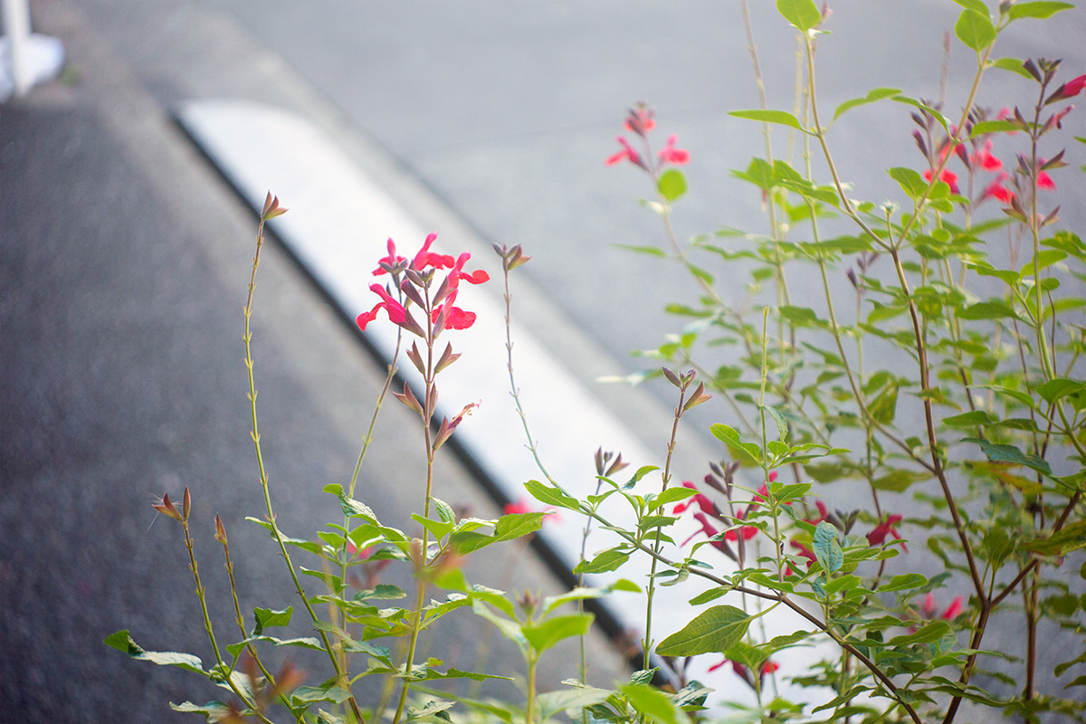 墨田区：本所 taken with H.ROUSSEL PARIS TRYLOR A 50mm f/4.5