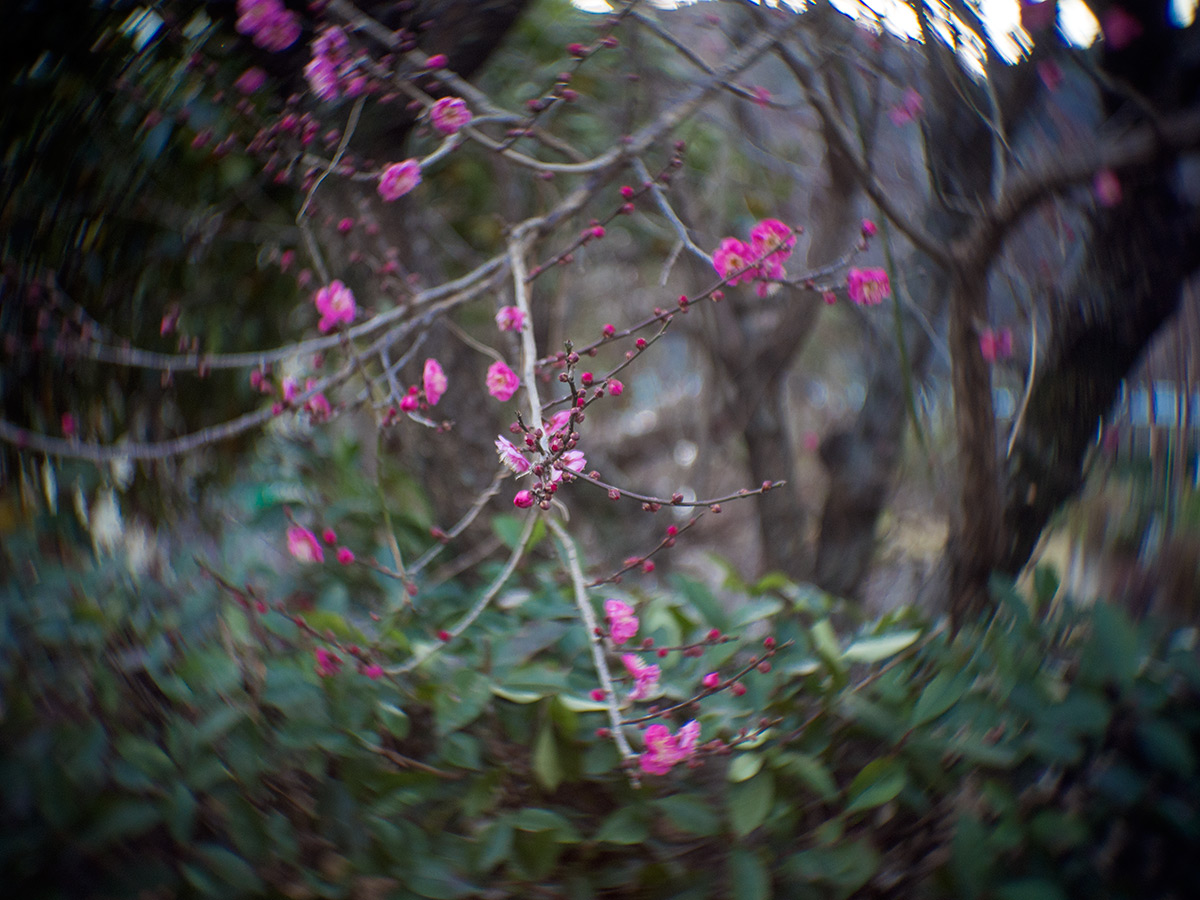 2016年1月2日, 神奈川県 愛甲郡 愛川町, ROSS.LONDON 1in F.1.9 CINE LENS.