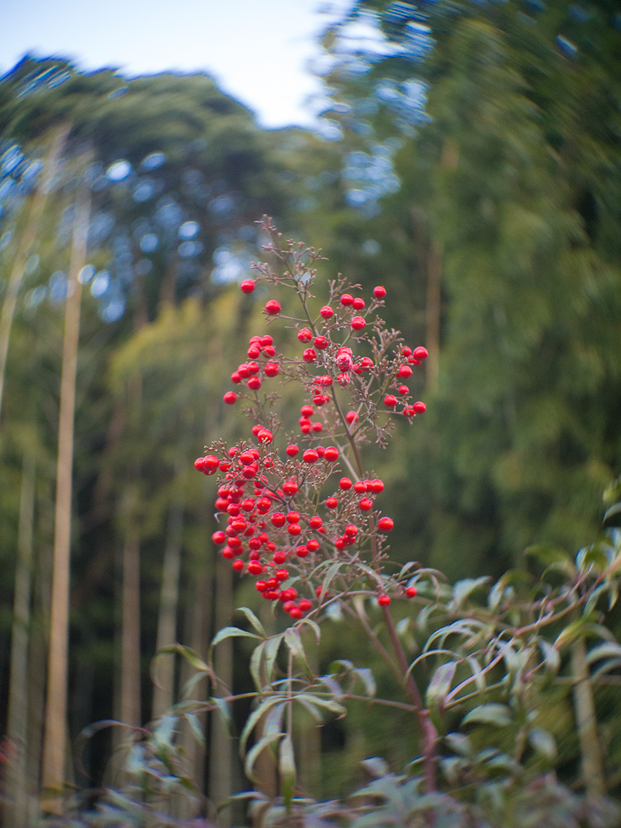 2016年1月2日, 神奈川県 愛甲郡 愛川町, ROSS.LONDON 1in F.1.9 CINE LENS.