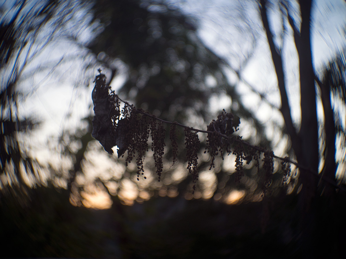 2016年1月2日, 神奈川県 愛甲郡 愛川町, ROSS.LONDON 1in F.1.9 CINE LENS.