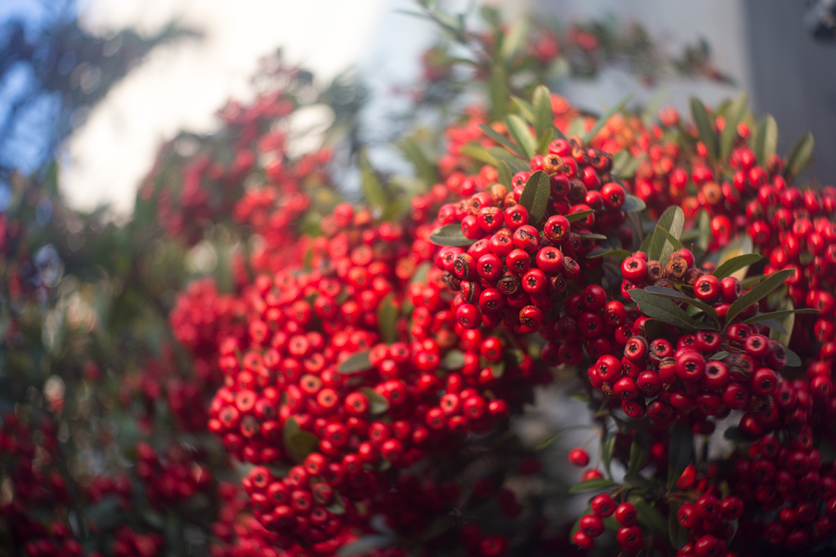 2016年1月31日、浅草、Laack Super - Definon 1:3.5 f=5.5cm