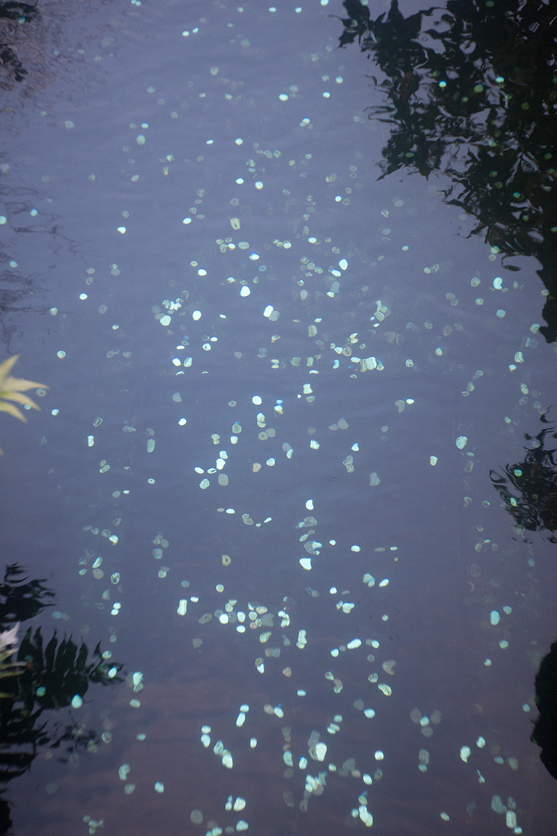 2016年1月31日、浅草、Laack Super - Definon 1:3.5 f=5.5cm