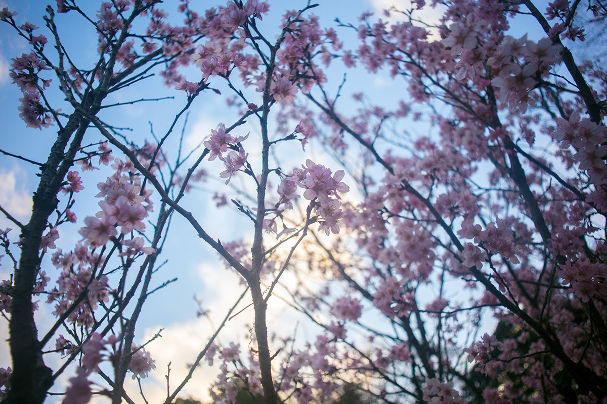 神奈川県 愛甲郡 愛川町 w/ ENNA Munchen Lithagon 1:4/24mm - 2016-3-21