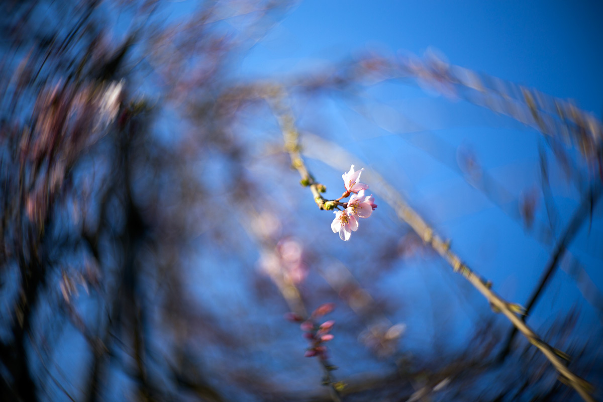 2016年3月26日、台東区 浅草、NEW Petzval 58 BOKEH CONTROL ART LENS / 1:1.9/58mm