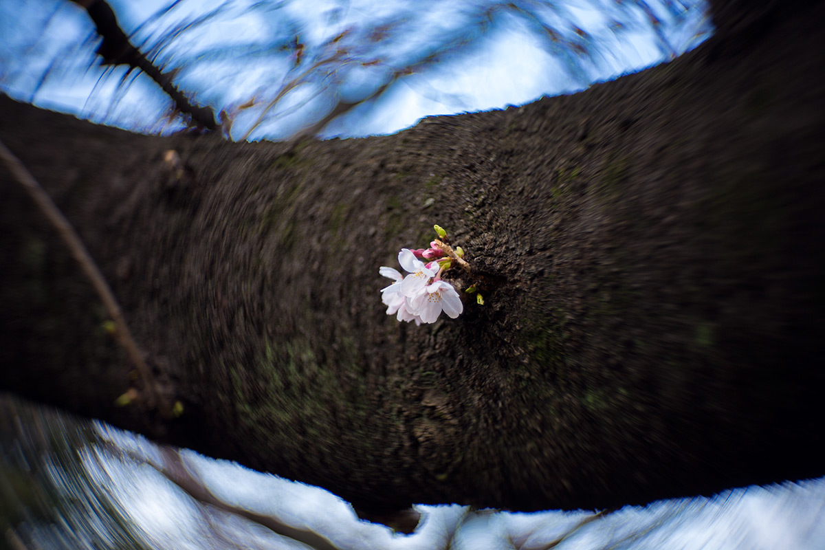 2016年3月27日、青山霊園、NEW Petzval 58 BOKEH CONTROL ART LENS / 1:1.9/58mm