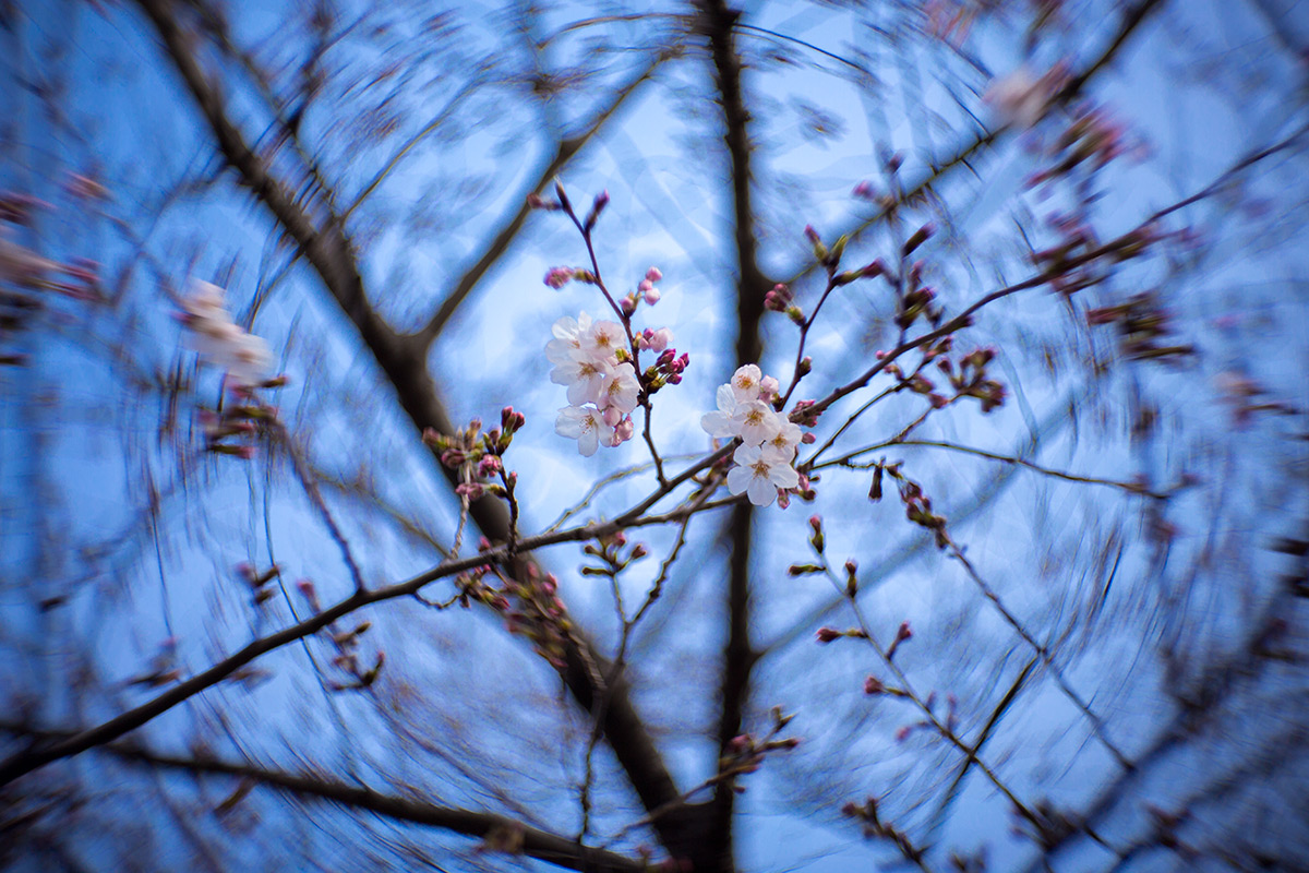 2016年3月27日、青山霊園、NEW Petzval 58 BOKEH CONTROL ART LENS / 1:1.9/58mm