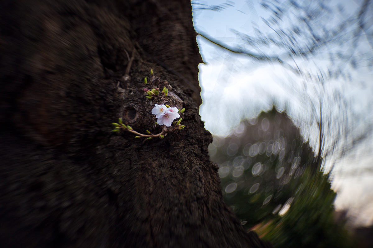 2016年3月27日、青山霊園、NEW Petzval 58 BOKEH CONTROL ART LENS / 1:1.9/58mm