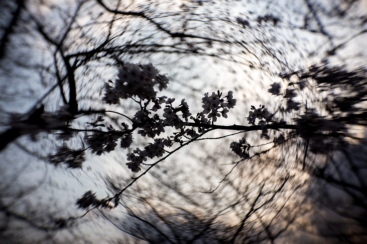 2016年3月27日、青山霊園、NEW Petzval 58 BOKEH CONTROL ART LENS / 1:1.9/58mm