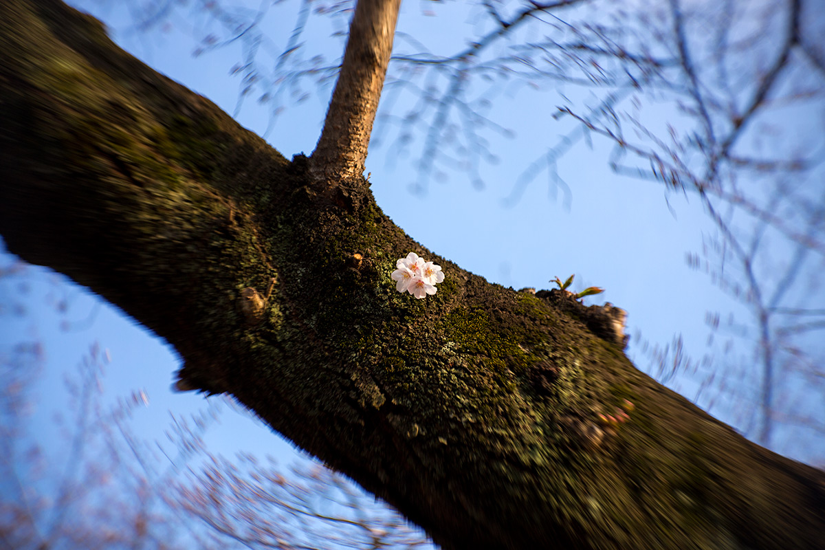 2016年3月27日、青山霊園、NEW Petzval 58 BOKEH CONTROL ART LENS / 1:1.9/58mm