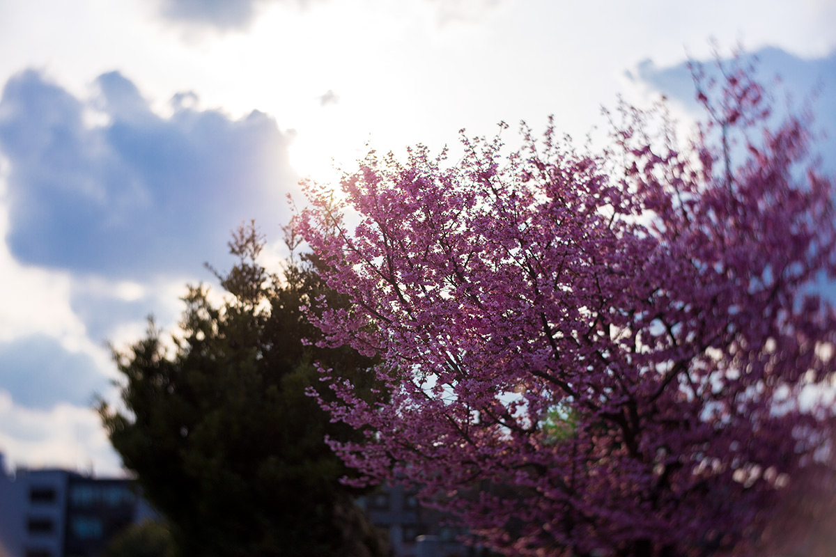 2016年3月27日、青山霊園、NEW Petzval 58 BOKEH CONTROL ART LENS / 1:1.9/58mm