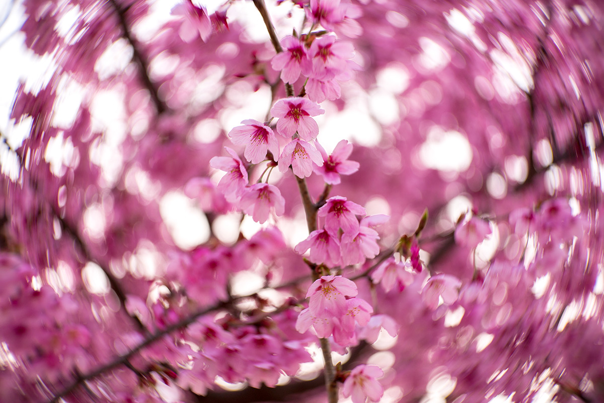 2016年3月27日、青山霊園、NEW Petzval 58 BOKEH CONTROL ART LENS / 1:1.9/58mm