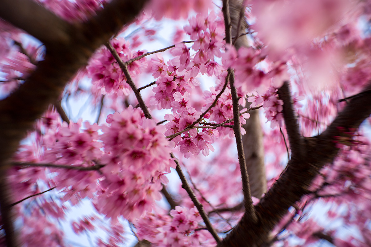 2016年3月27日、青山霊園、NEW Petzval 58 BOKEH CONTROL ART LENS / 1:1.9/58mm