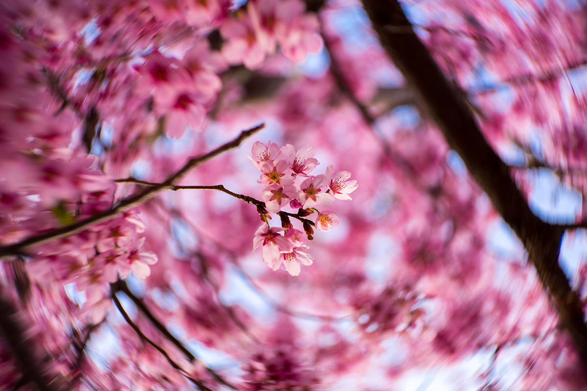 2016年3月27日、青山霊園、NEW Petzval 58 BOKEH CONTROL ART LENS / 1:1.9/58mm