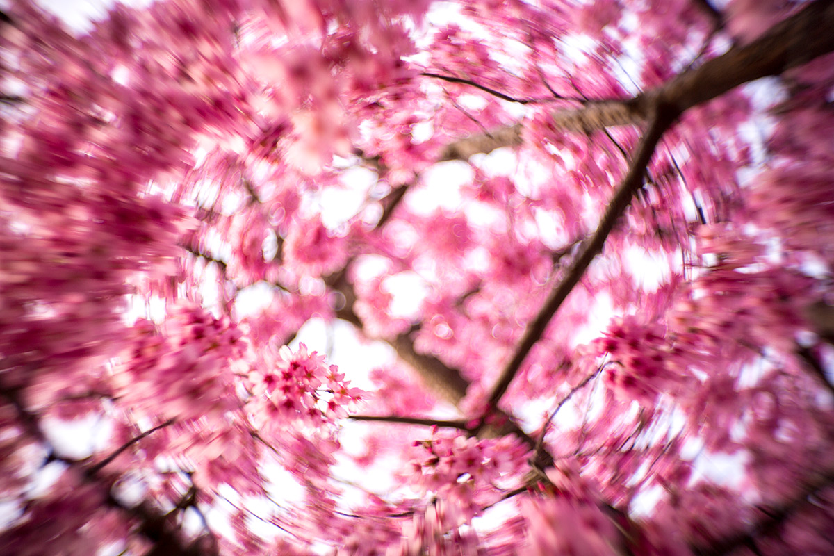 青山霊園 w/ NEW Petzval 58 BOKEH CONTROL ART LENS / 1:1.9/58mm - 2016-3-27