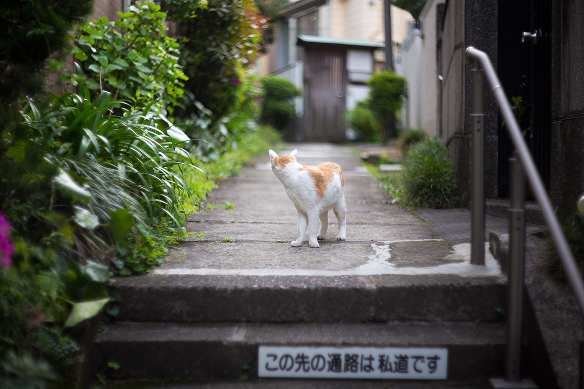 谷根千 w/ Carl Zeiss Jena Biotar 1.5/75 - 2016-5-1