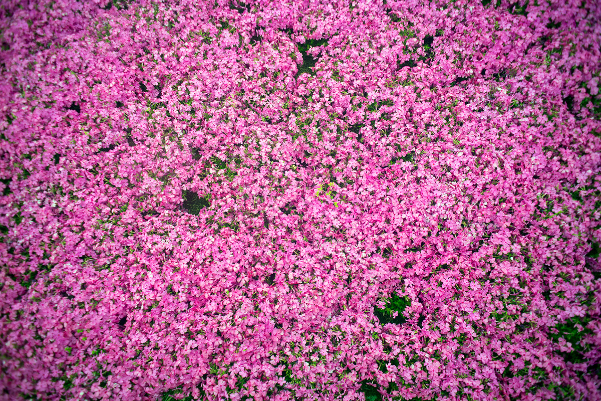 富士芝桜まつり w/ ENNA Munchen Lithagon 1:4/24mm - 2016-5-6