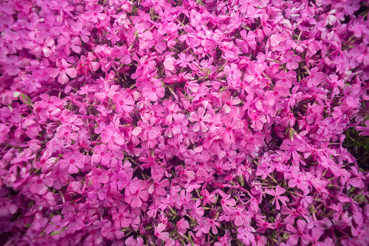 富士芝桜まつり w/ ENNA Munchen Lithagon 1:4/24mm - 2016-5-6