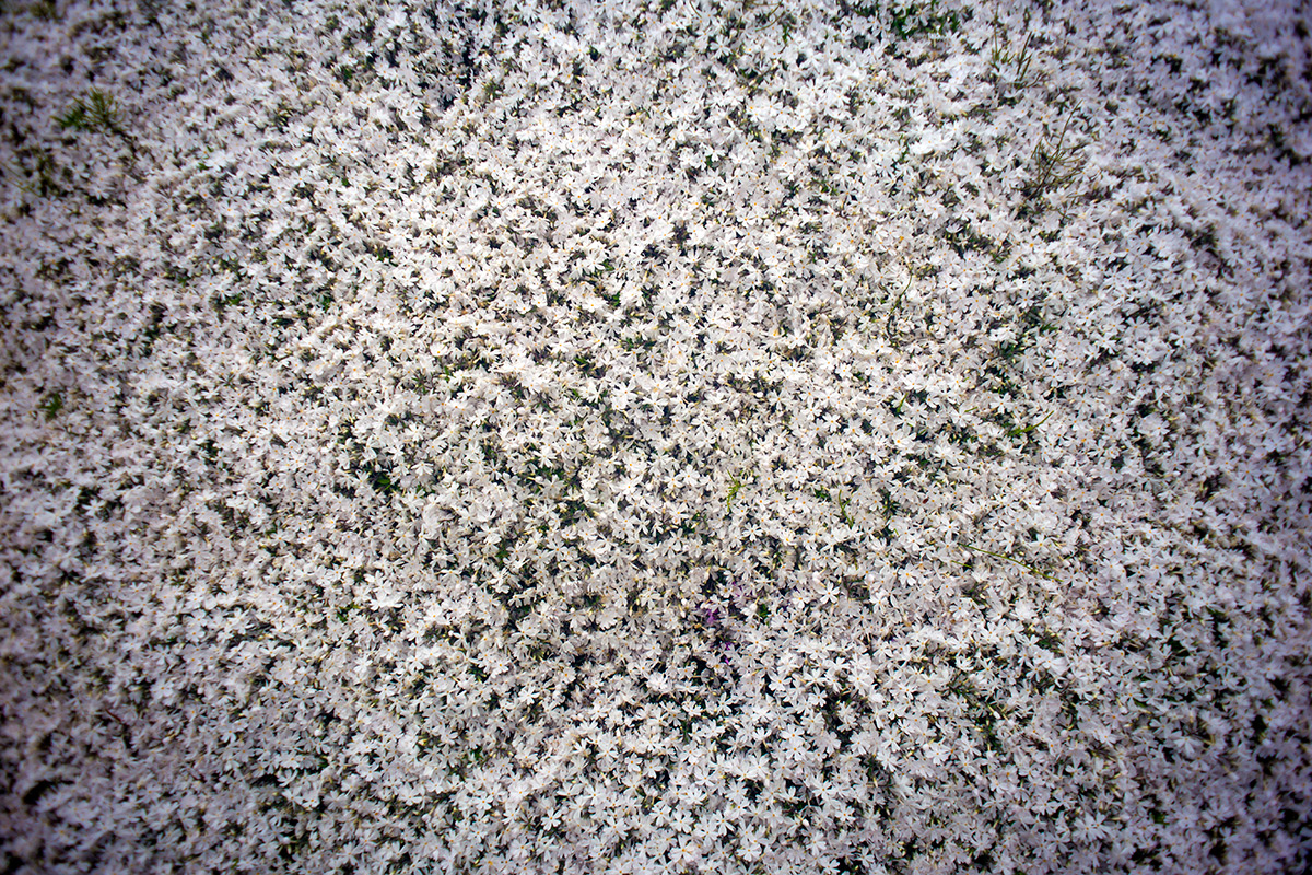 富士芝桜まつり w/ ENNA Munchen Lithagon 1:4/24mm - 2016-5-6