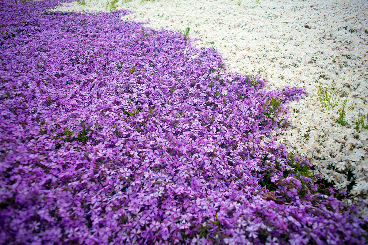 富士芝桜まつり w/ ENNA Munchen Lithagon 1:4/24mm - 2016-5-6