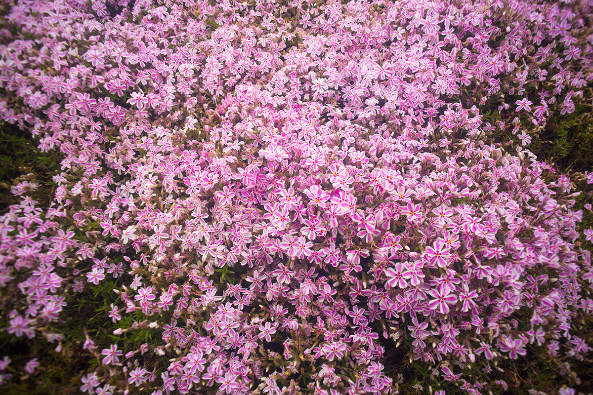 富士芝桜まつり w/ ENNA Munchen Lithagon 1:4/24mm - 2016-5-6