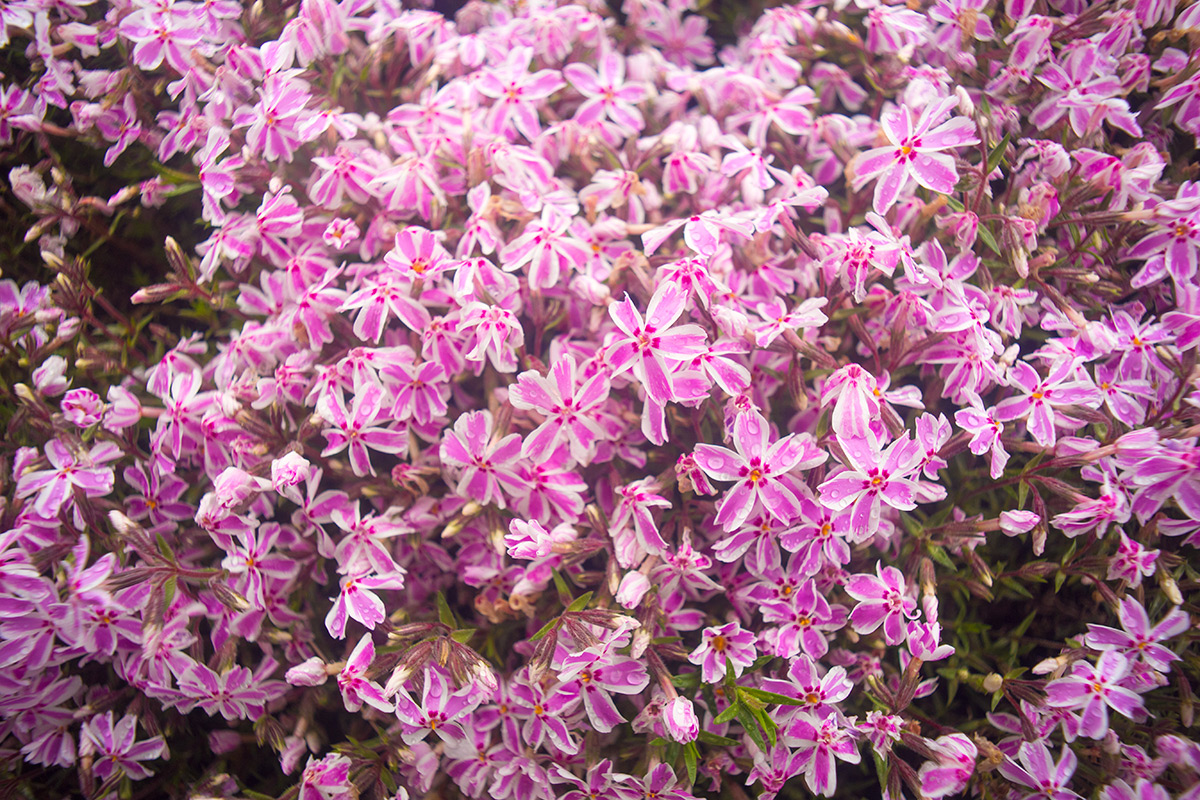 富士芝桜まつり w/ ENNA Munchen Lithagon 1:4/24mm - 2016-5-6